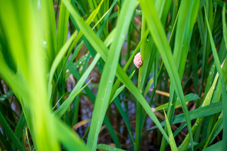 egg of golden applesnail (Pomacea canaliculata) in rice fieldの写真素材