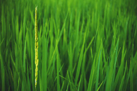 young rice is growing up in rice fieldの写真素材