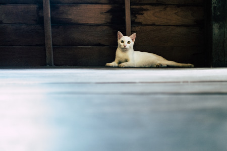 The white cat lies next to the wooden wallの写真素材