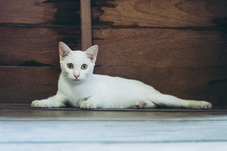 The white cat lies next to the wooden wallの写真素材