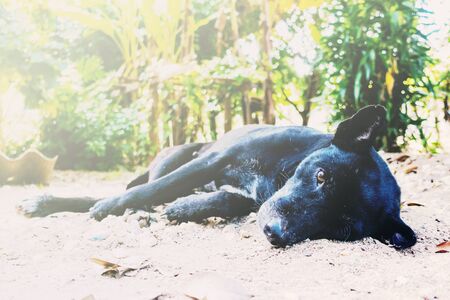 thai black dog lying on the floorの写真素材
