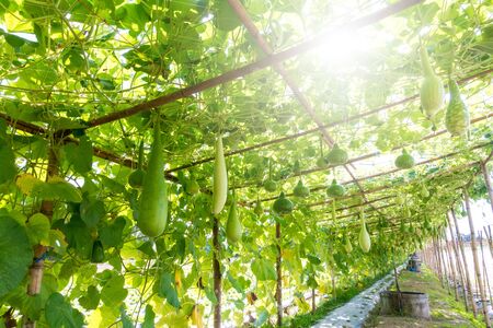 Bottle gourd (Lagenaria siceraria Standl.) Hanging on a wooden structure in farmの写真素材