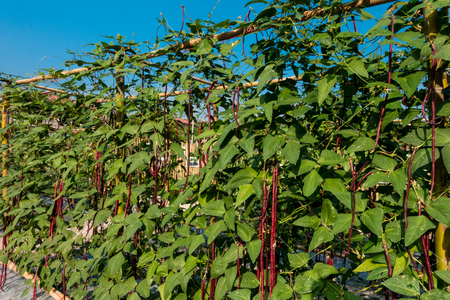 Purple Long Bean in the garden