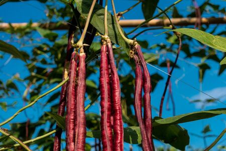 Purple Long Bean in the garden