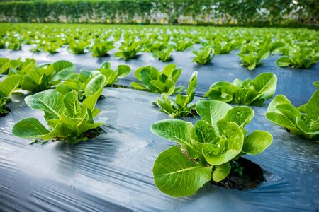 young Cos Lettuce or Romaine Lettuce in a plotの写真素材