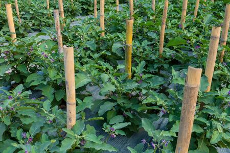 young Thai eggplant is growing up in gardenの写真素材
