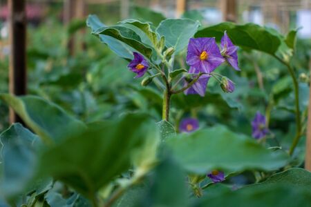 flower of Thai eggplant is growing up in gardenの写真素材