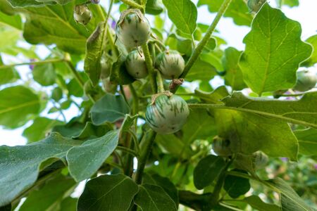 young Thai eggplant is growing up in gardenの写真素材