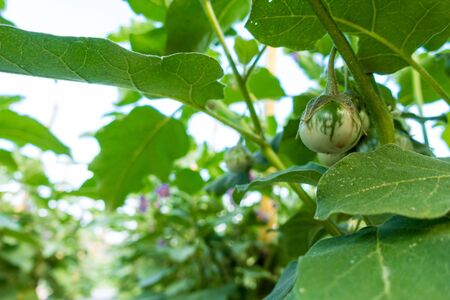 young Thai eggplant is growing up in gardenの写真素材