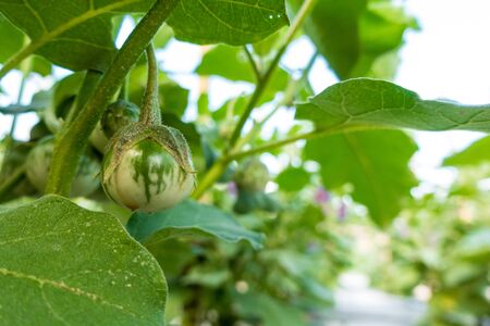 young Thai eggplant is growing up in gardenの写真素材