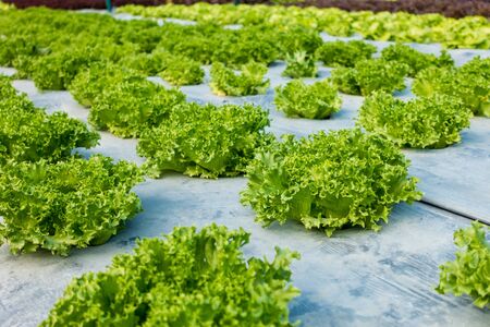 Frillice Iceberg in the gardenの写真素材