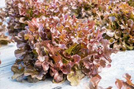 Red Oak leaf lettuce in the gardenの写真素材