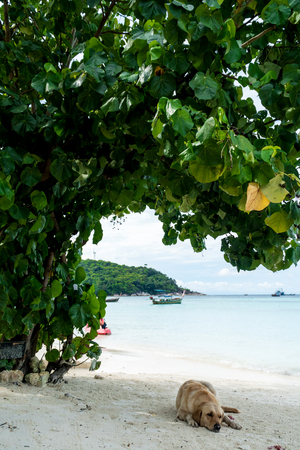 Brown dog lying on the beachの写真素材
