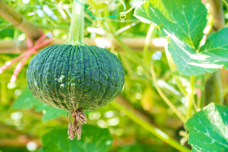 young pumpkin growing in the gardenの写真素材