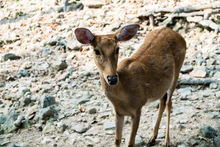 Deer are walking in the garden.の写真素材