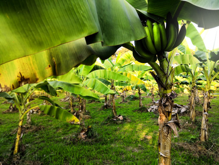 unripe Cavendish banana are growing in the gardenの写真素材