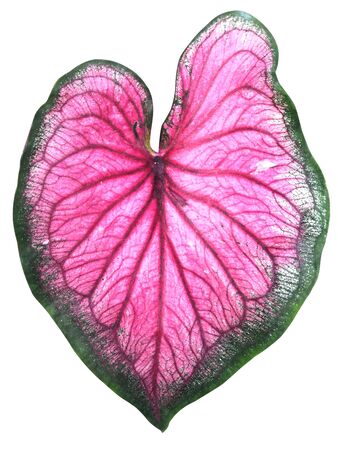leaf of Caladium or Angel Wings or Heart of Jesus or elephant ear on white backgroundの写真素材