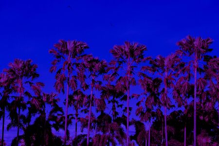 abstract california Palm trees neon light toneの写真素材