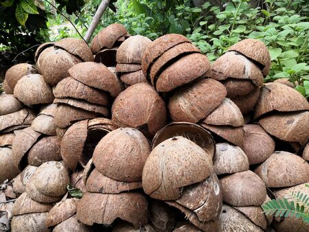 The coconut shell group was left in the forestの写真素材