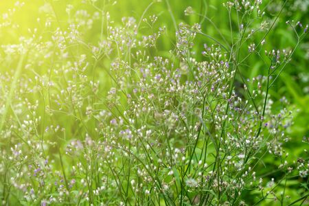 little ironweed, ash-coloured fleabane, purple fleabaneの写真素材
