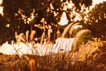 torpedo grass and orange sunset by the seaの写真素材