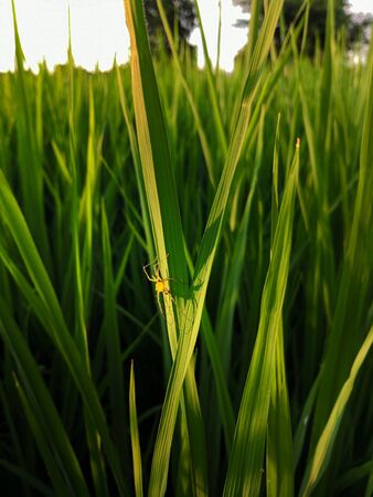 Lynx spider (Oxyopes javanus Throll) on rice leaf in the fieldの写真素材