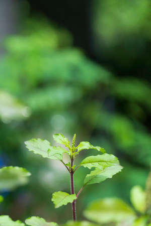 Thai Basil leaves growing up on treeの写真素材