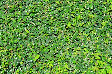 Leaves texture