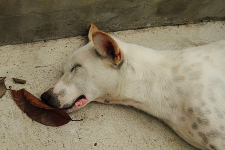 sleeping dogの写真素材