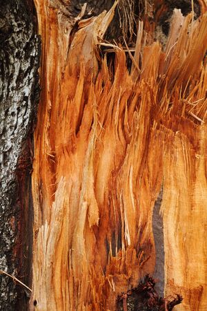 bark broken 