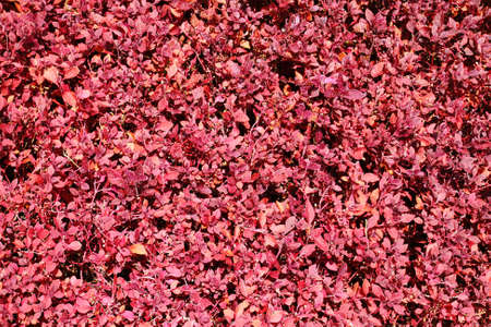 red leaves backgroundの写真素材