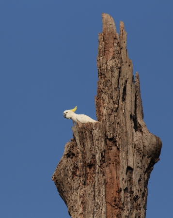 Bird Sulphur-crested cockatoo Cacatua galeritaの写真素材