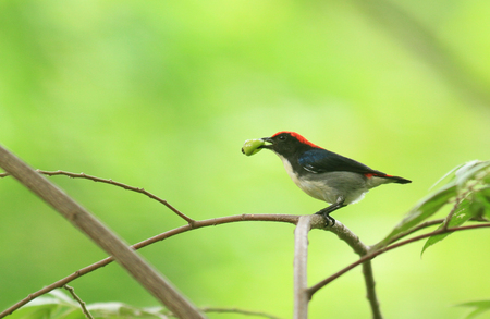 Bird Scarlet-backed Flowerpecker の写真素材
