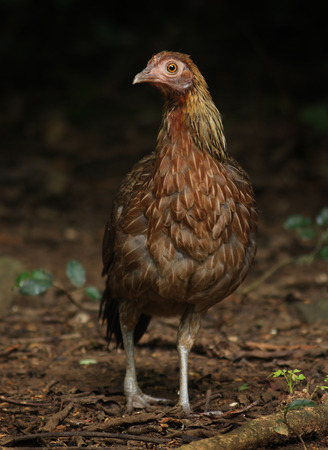 Red junglefowlの写真素材