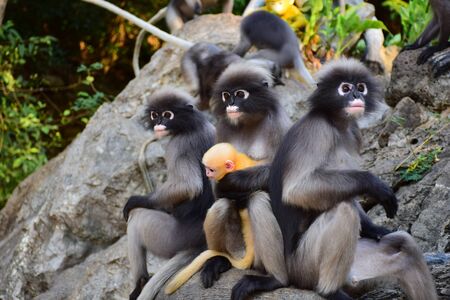 Dusky Langur ,leaf monkey baby and motherの写真素材