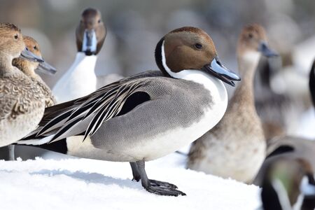 Duck on snowの写真素材