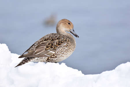 Duck on snowの写真素材