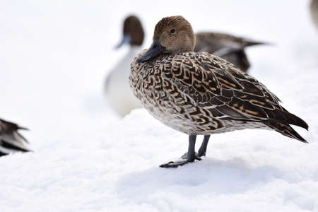 Duck on snowの写真素材
