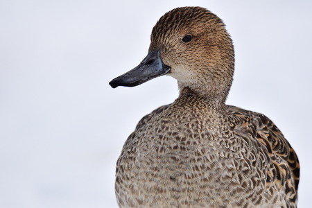 Duck on snowの写真素材