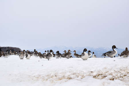 Ducks on snow near lakeの写真素材
