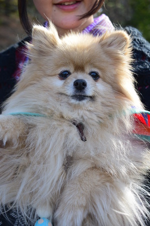Cute Pomeranianの写真素材