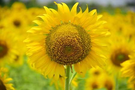 Sunflowerの写真素材