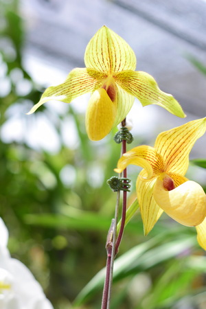 Beautiful orchid ; Chiangmai Thailandの写真素材