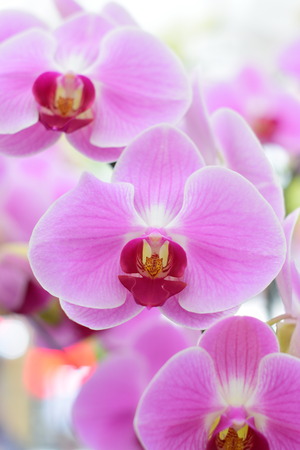 Beautiful orchid ; Chiangmai Thailandの写真素材
