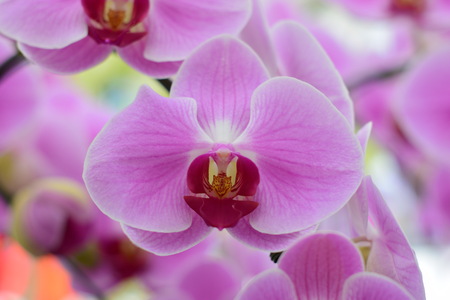 Beautiful orchid ; Chiangmai Thailandの写真素材