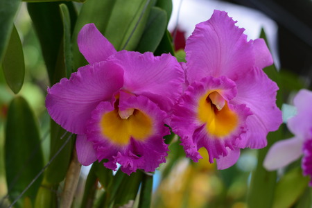 Beautiful orchid ; Chiangmai Thailandの写真素材