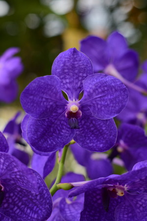 Beautiful orchid ; Chiangmai Thailandの写真素材