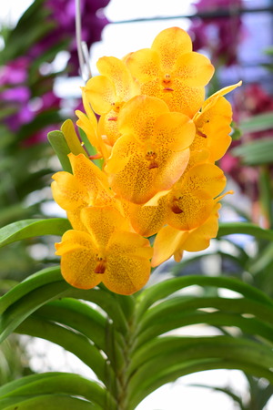 Beautiful orchid ; Chiangmai Thailandの写真素材