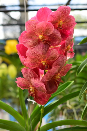 Beautiful orchid ; Chiangmai Thailandの写真素材