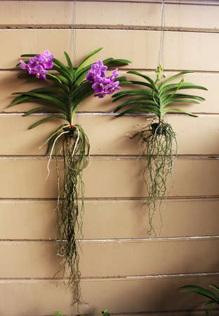 Orchidsの写真素材